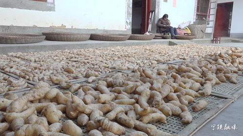 寧陜天麻 香菇地理標志 農產品區(qū)域品牌價值分別達到4.23億元 2.26億元