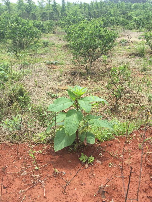 請問這是人們說的野菜野天麻嗎