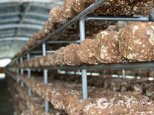 多彩貴州網 赫章縣河鎮鄉 小香菇大產業 帶領農民走出脫貧致富新路子