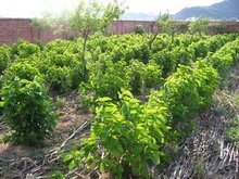 細天麻與天麻 傳統(tǒng)藥材的奧秘與功效