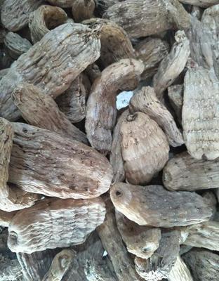 撫遠縣大型中草藥種植廠家 優(yōu)質精選天麻批發(fā)與現貨供應