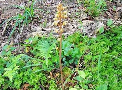 天麻的功效與作用詳解，野生天麻的禁忌及食用方法